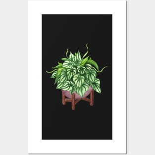 Peperomia argyreia watermelon Posters and Art